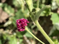 Boerhavia coccinea