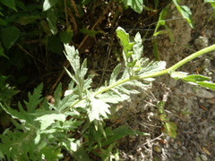 Jacobaea grandidentata