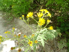 Jacobaea grandidentata
