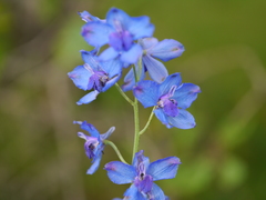 Delphinium malabaricum