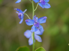 Delphinium malabaricum
