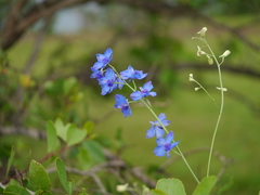Delphinium malabaricum