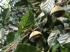 Lithocarpus corneus