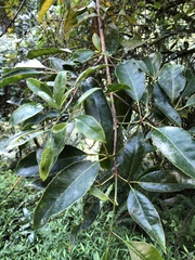 Lithocarpus corneus