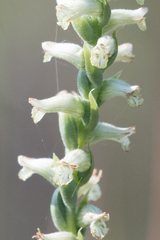 Spiranthes praecox