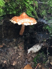 Hemistropharia