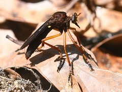 Diogmites platypterus