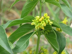 Vincetoxicum hirundinaria adriaticum