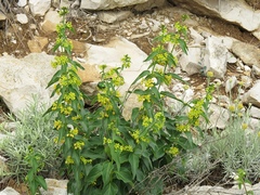 Vincetoxicum hirundinaria adriaticum