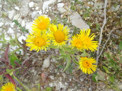 Pentanema britannica