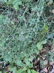 Thesium divaricatum