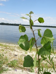 Populus nigra