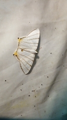 Opisthoxia metargyria