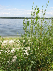 Populus nigra