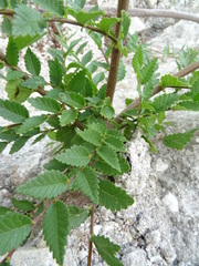 Ulmus pumila