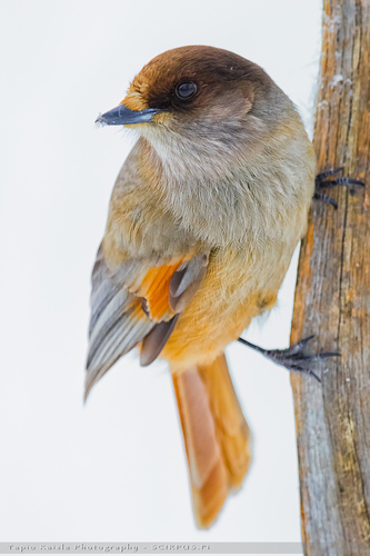 Siberian Jay