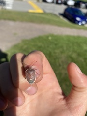 Holcostethus limbolarius