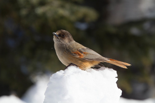 Siberian Jay