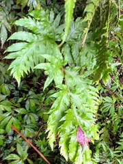 Tectaria griffithii