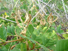 Astragalus glycyphyllos