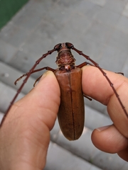 Hamaticherus bellator