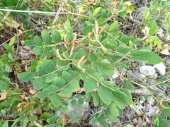 Astragalus glycyphyllos