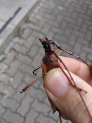 Hamaticherus bellator