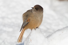 Siberian Jay photo 3
