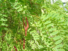 Robinia pseudoacacia