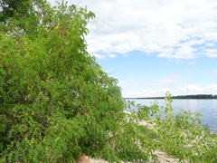Robinia pseudoacacia