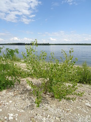 Populus nigra
