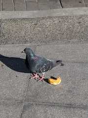 Columba livia
