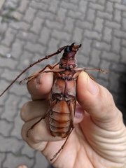 Hamaticherus bellator