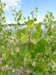 Populus nigra
