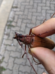 Hamaticherus bellator