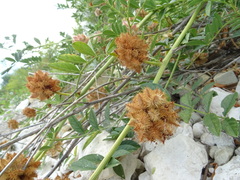 Glycyrrhiza echinata