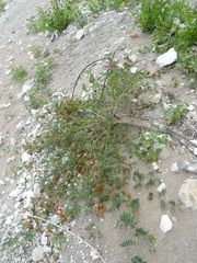 Glycyrrhiza echinata