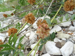 Glycyrrhiza echinata