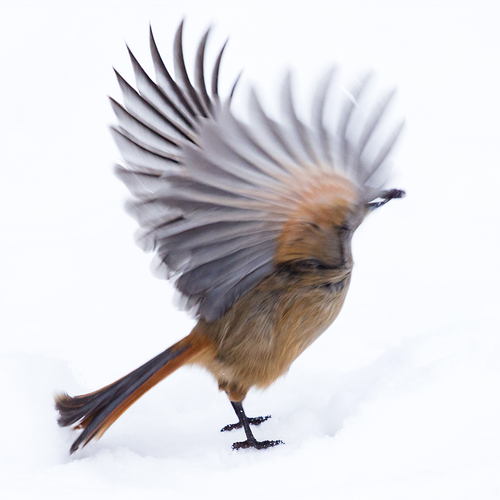 Siberian Jay