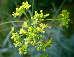 Isatis tinctoria