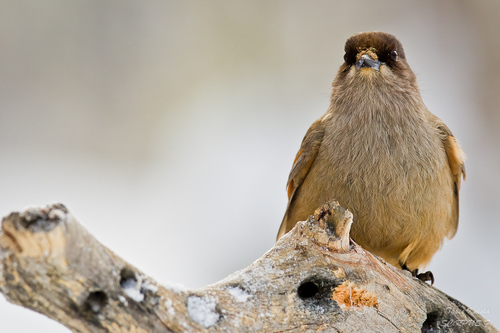 Siberian Jay