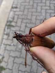 Hamaticherus bellator