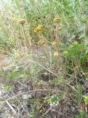 Cota tinctoria