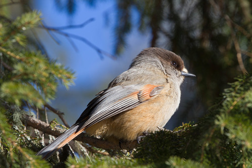 Siberian Jay