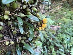 Bulbophyllum retusiusculum
