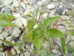 Solanum nigrum