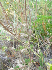 Cota tinctoria