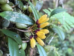 Bulbophyllum retusiusculum