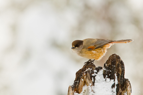 Siberian Jay