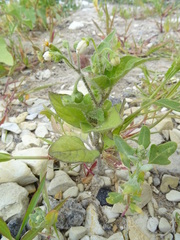 Solanum nigrum